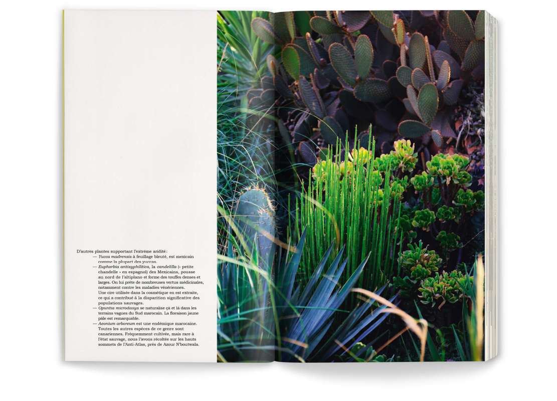 Photographie et sa légende du jardin Afra dans le livre Onze jardins d'aridité par Ossart + Maurières, éditions Pyramyd